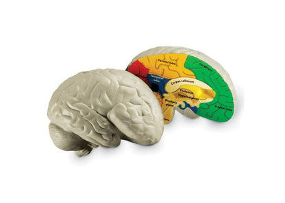 Learning Resources Cross-Section Human Brain Model