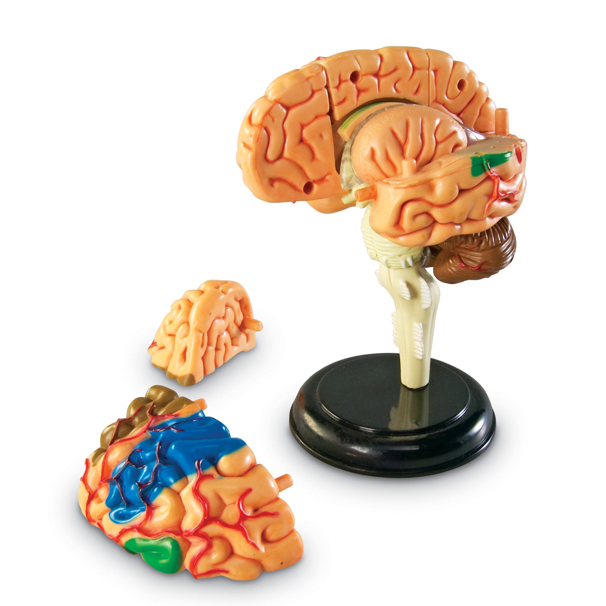 Learning Resources Brain Anatomy Model