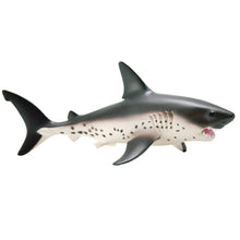 Safari Salmon Shark