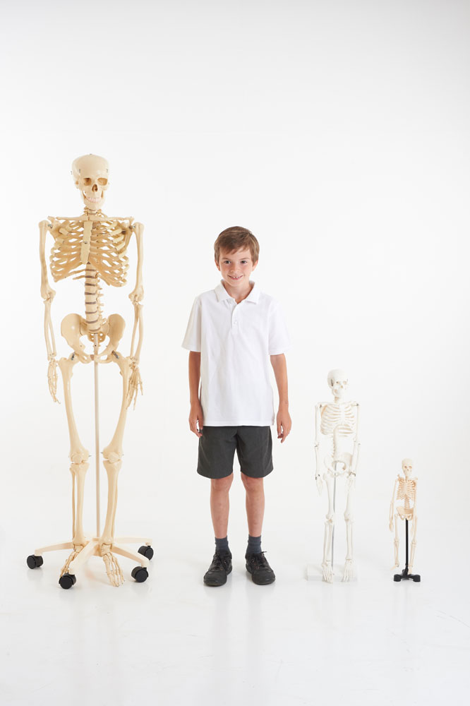 EDU-QI Mini Skeleton 46Cm