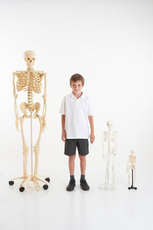 EDU-QI Mini Skeleton 46Cm