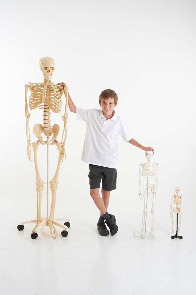 EDU-QI Mini Skeleton 46Cm