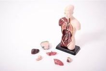 EDU-QI Human Torso Model Small