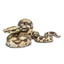 Safari Boa Constrictor