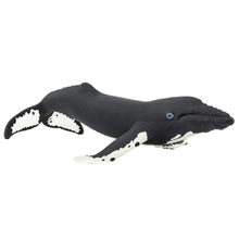 Safari Humpback Whale