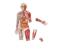 Learning Resources Double-Sided Magnetic Human Body