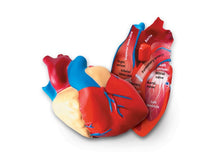 Learning Resources Cross-Section Human Heart Model
