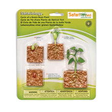 Safari Life Cycle of a Green Bean Plant (4 Pieces)