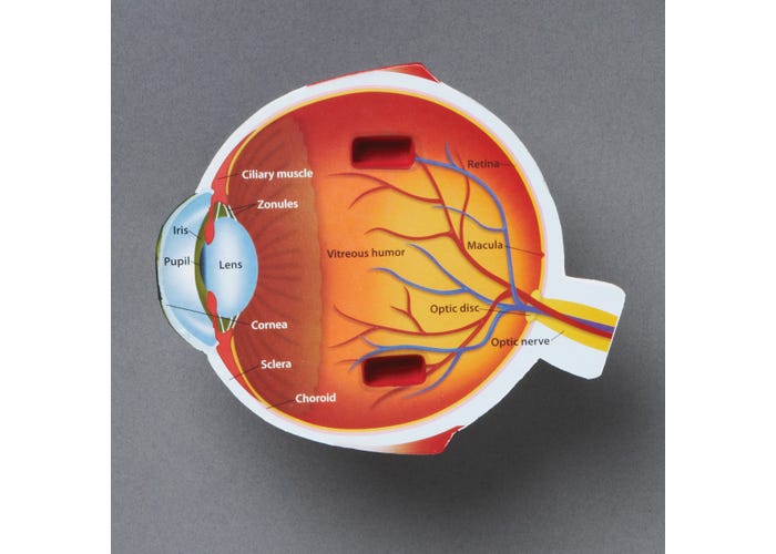 Learning Resources Cross-Section Eye Model