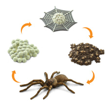 Safari Life Cycle of a Spider (4 Pieces)