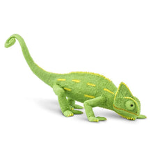 Safari Veiled Chameleon Baby