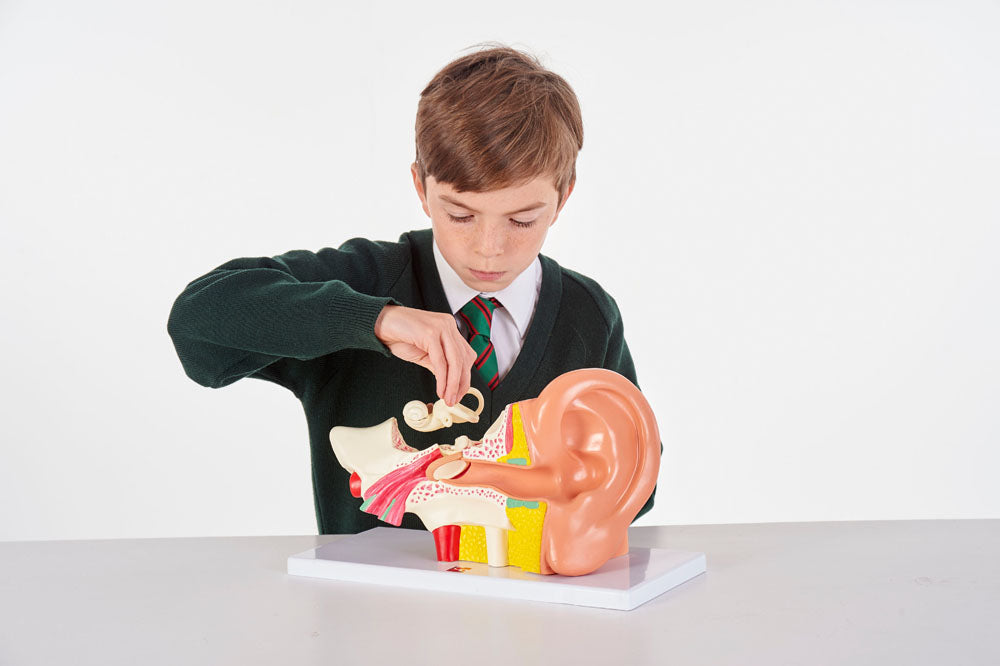 TickiT Human Ear