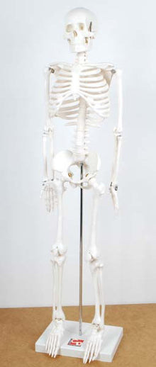 TickiT Half-Scale Skeleton